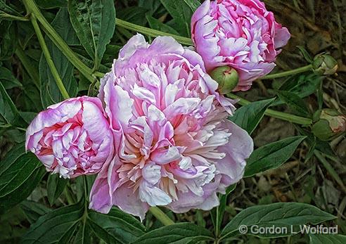 Pink Peonies_01005.jpg - Photographed along the Rideau Canal Waterway near Smiths Falls, Ontario, Canada.